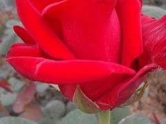 -三圣花乡旅游区