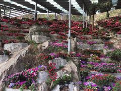-木兰云雾山
