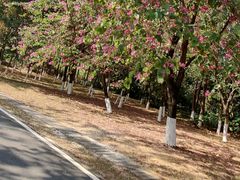 -松山湖南湖湾露营营地