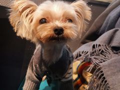 -爱宠屋pet shop·宠物洗澡·宠物美容