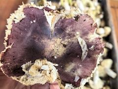 -兴福老面馆(寺路街店)