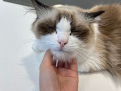 -飞行喵MR PILOT|猫舍·猫咖(静安大融城店)