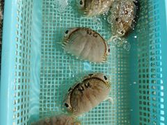 -霞涌市场海鲜摆卖区