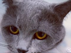 -达爱动物医院·犬猫分区·CT·复杂眼科(远洋山水分院)