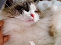 -喵zoo家庭繁育猫舍(尖东智能花园店)