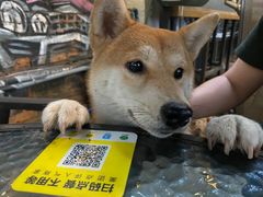 -柴犬高等学院·狗咖·柴犬售卖·宠物训练