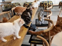 -平行世界·猫咖(首经贸店)