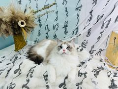 -爱洗澡的猫(望京店)