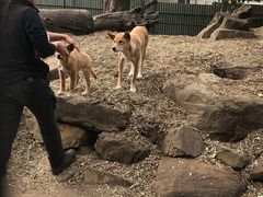 -费瑟代尔野生动物园