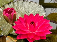 -国家植物园南园