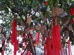 -小洲村