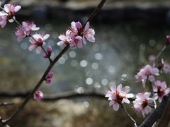 -国家植物园