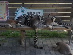 -常州淹城野生动物世界