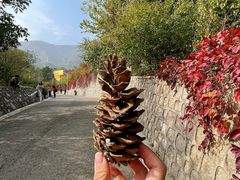 -北京鹫峰国家森林公园