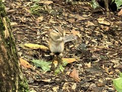 -五营红松林海景区