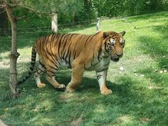 -北京野生动物园