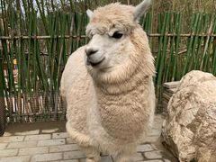 -栾川竹海野生动物园