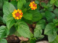 -合肥滨湖国家森林公园