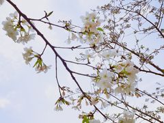 -西北湖绿化广场