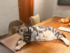 -咖法森林·咖啡  酒吧(天河店)