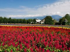 -富田农场