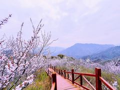 -大岭沟猕猴桃谷风景区