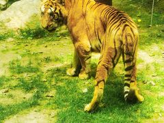 -北京野生动物园