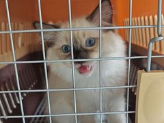 -艾贝尔宠物医院·24H转诊中心·肿瘤猫专科(江宁双龙店)