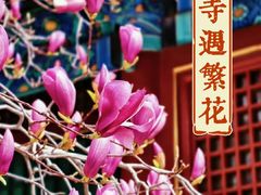 -潭柘寺景区