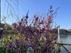 -南汇桃花村