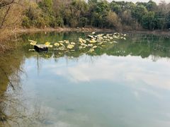 -上海吴淞炮台湾国家湿地公园