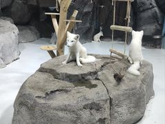 -海合安青岛极地海洋公园