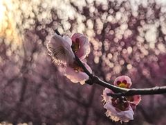 -南湖湿地公园