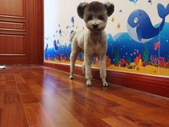 -派多格宠物·购宠(靛厂路店)