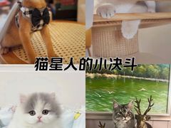-欣宠猫屋·矮脚拿破仑·蓝金金渐层