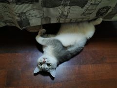 -东方名猫馆·英短金渐层布偶猫舍(环线广场1号楼店)