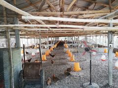 -凤中皇清远鸡村(凤城店)