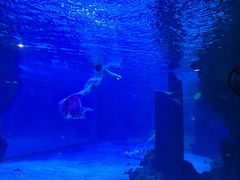 -石家庄海洋公园