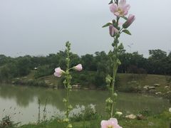 -大塘金香草谷