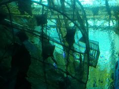 -乐从天佑城海洋馆