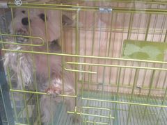 -爱派特动物医院·全科诊疗中心