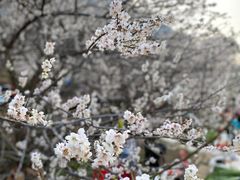 -广州市流溪河国家森林公园