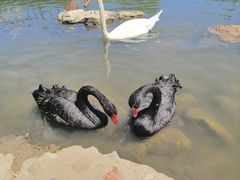 -鄂尔多斯野生动物园