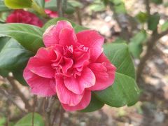 -合肥滨湖国家森林公园