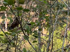 -西双版纳原始森林公园