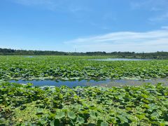 -上海海湾国家森林公园