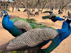 -宿豫区运河湾森林动物园