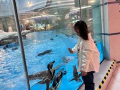 -帝企鹅自助餐厅•儿童岛•真企鹅(长隆企鹅酒店)