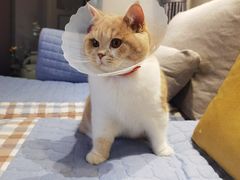 -伟伟宠物医院·CT影像中心·瑞派犬猫综合性门诊(汉口总院)