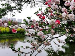 -南汇桃花村